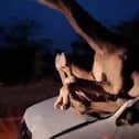 A camel landed through the windshield of a car in a road collision.